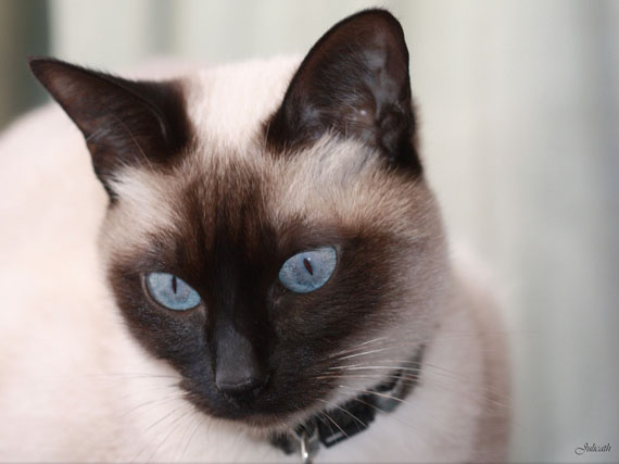Gato siamés: un ‘Paul Newman’ felino